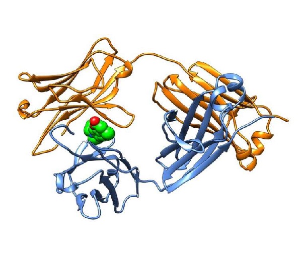 ALアミロイドーシスの異常なタンパク質を抑制する分子は新しいタイプの治療法を指します